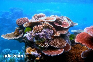 Vốn tự nhiên hướng tới kinh tế biển xanh bền vững tại Việt Nam